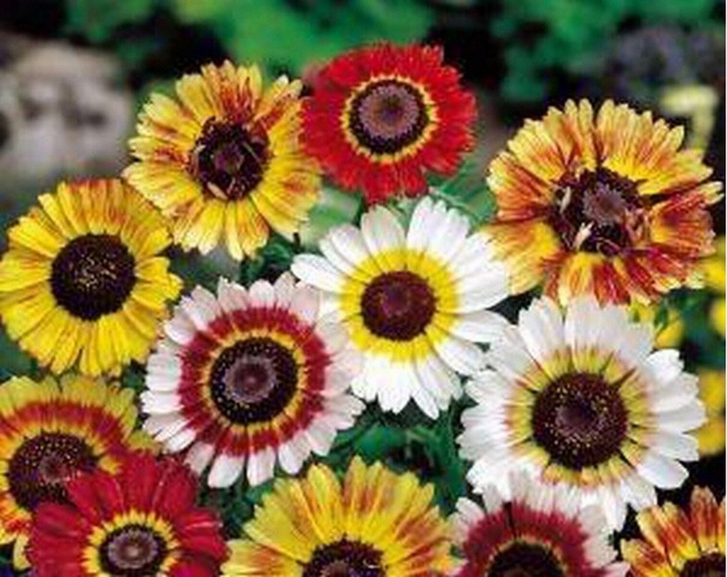 200 Seeds Painted Daisy-Tri-color Mix