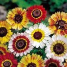 200 Seeds Painted Daisy-Tri-color Mix