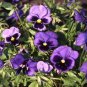 50 Seeds Pansy- Ullswater