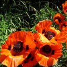 200 Seeds Poppy-Orientale Orange-Scarlet