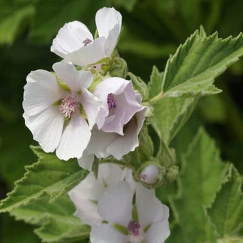 25 Seeds Marsh Mallow- (Althaea Officinalis)