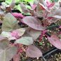 25 Seeds Orach- (Atriplex Hortensis Red Plume)