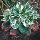 25 Seeds Plantain- Variegated-(Plantago Major Variegata)