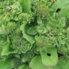100 Seeds Plaintain- Common- Plantago Major Rosularis)