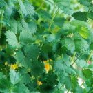 25 Seeds Salad Burnet-(Sangulsorba Minor)