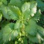 100 Seeds Stinging Nettle (Urtica Dioica)