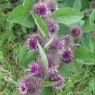 25 Seeds Burdock- (Arctium Lappa)