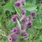 25 Seeds Burdock- (Arctium Lappa)