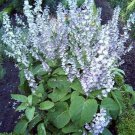 25 Seeds Clary- (Salvia Sclarea)