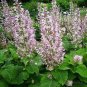 25 Seeds Clary- (Salvia Sclarea)