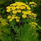 100 Seeds Tansy- (Tanacetum Vulgare)