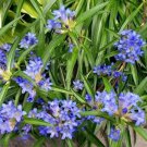 25 Seeds Gentian- Blue Nikita-(Dahurica)