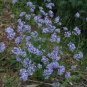 25 Seeds Blue Woodruff- (Asperula Orientallis)