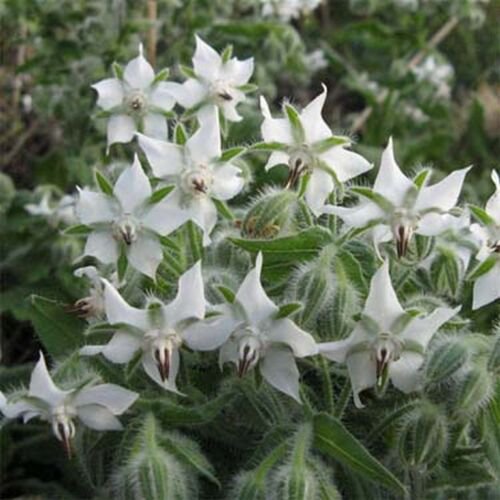 25 Seeds Borage- White