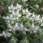 25 Seeds Borage- White