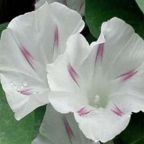 15 seeds Morning Glory- Shiva
