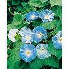 15 seeds Morning Glory- Flying Saucers