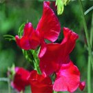 15 seeds Sweet Peas- Royal Scarle