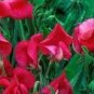15 seeds Sweet Peas- Pearl Red