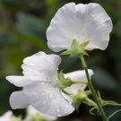 15 seeds Sweet Peas- Pearl White