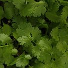 100 Seeds Cilantro- Coriandrum Sativum Santo