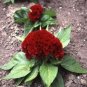 25 seeds Cockscomb-(Celosia Cristata)- Carmine