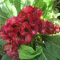 25 seeds Cockscomb-(Celosia Cristata)- Carmine