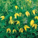25 Seeds Clematis Tangutica