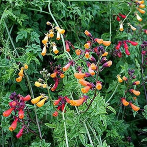 50 Seeds Chilean Glory vine