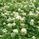 500 Seeds Clover- White Dutch