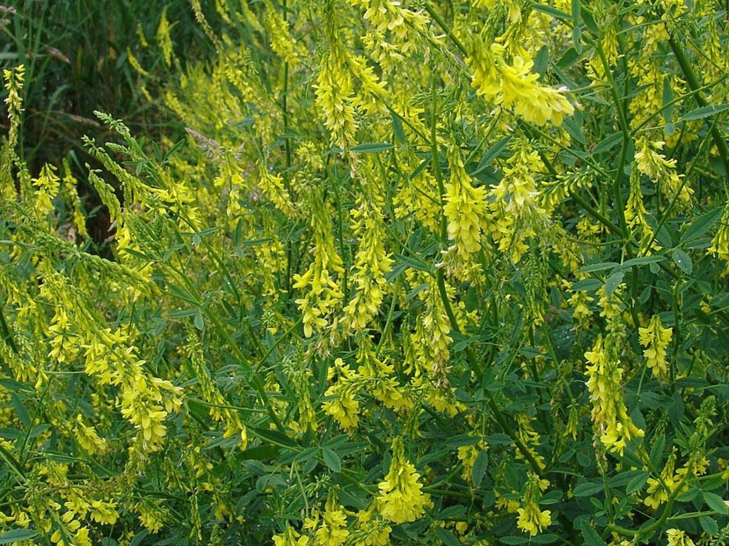 200 Seeds Clover- Sweet Yellow