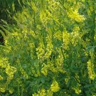 200 Seeds Clover- Sweet Yellow