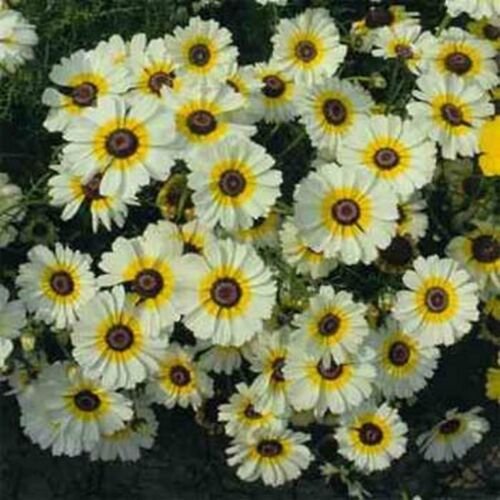 200 Seeds Chrysanthemum- Polar Star
