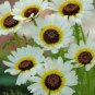 200 Seeds Chrysanthemum- Polar Star