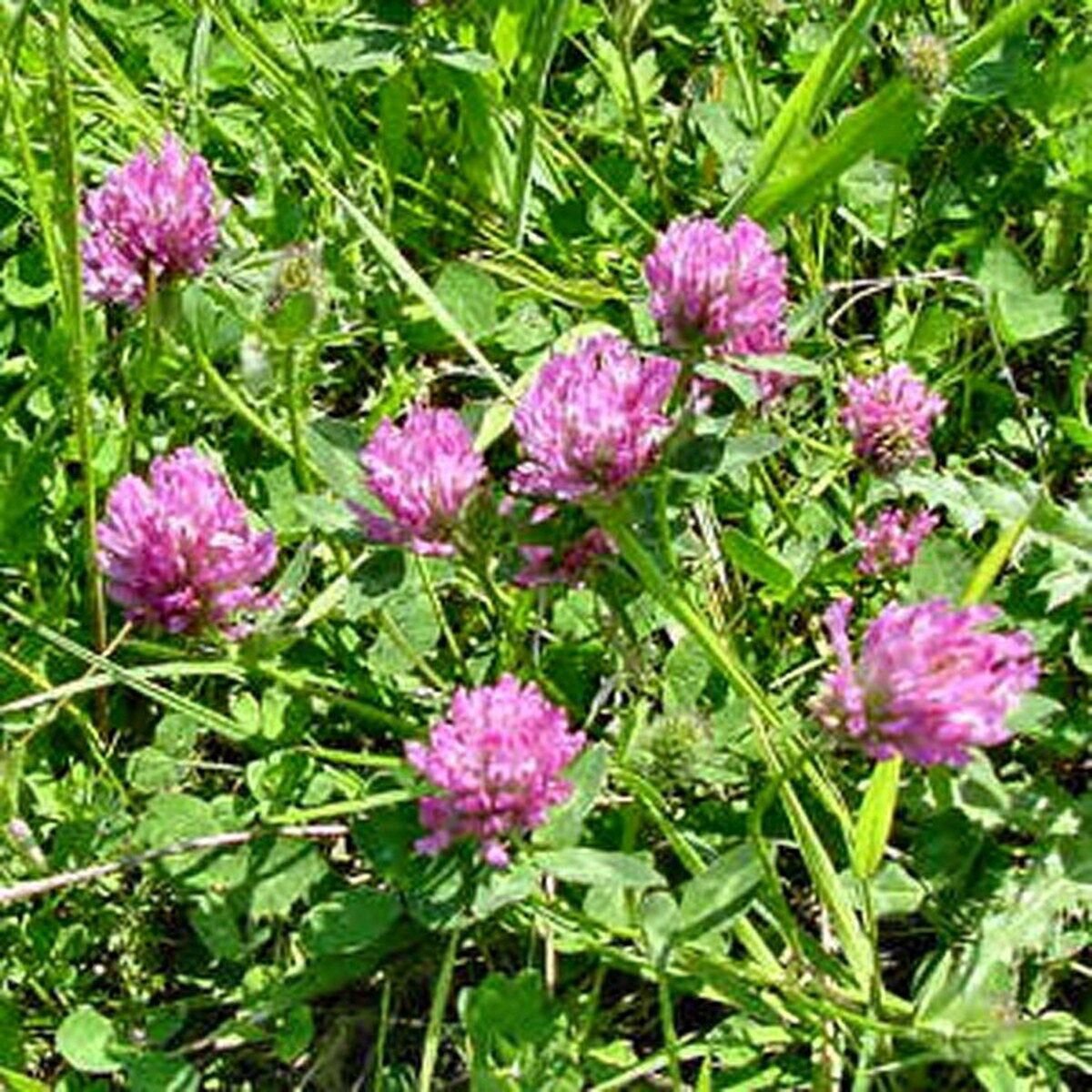250 Seeds Clover- Medium Red