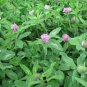 250 Seeds Clover- Medium Red