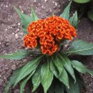 25 seeds Cockscomb-(Celosia Cristata)- Orange