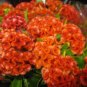 25 seeds Cockscomb-(Celosia Cristata)- Orange