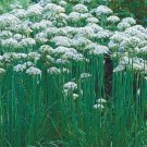 200 Seeds Chive- Garlic- Herb