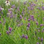 500 Seeds Clover- Prairie Purple