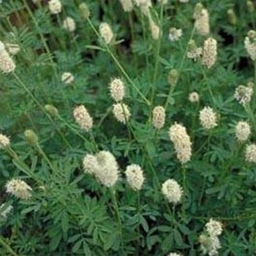 500 Seeds Clover- Prairie White