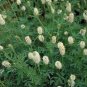 500 Seeds Clover- Prairie White