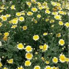 200 Seeds Garland Daisy
