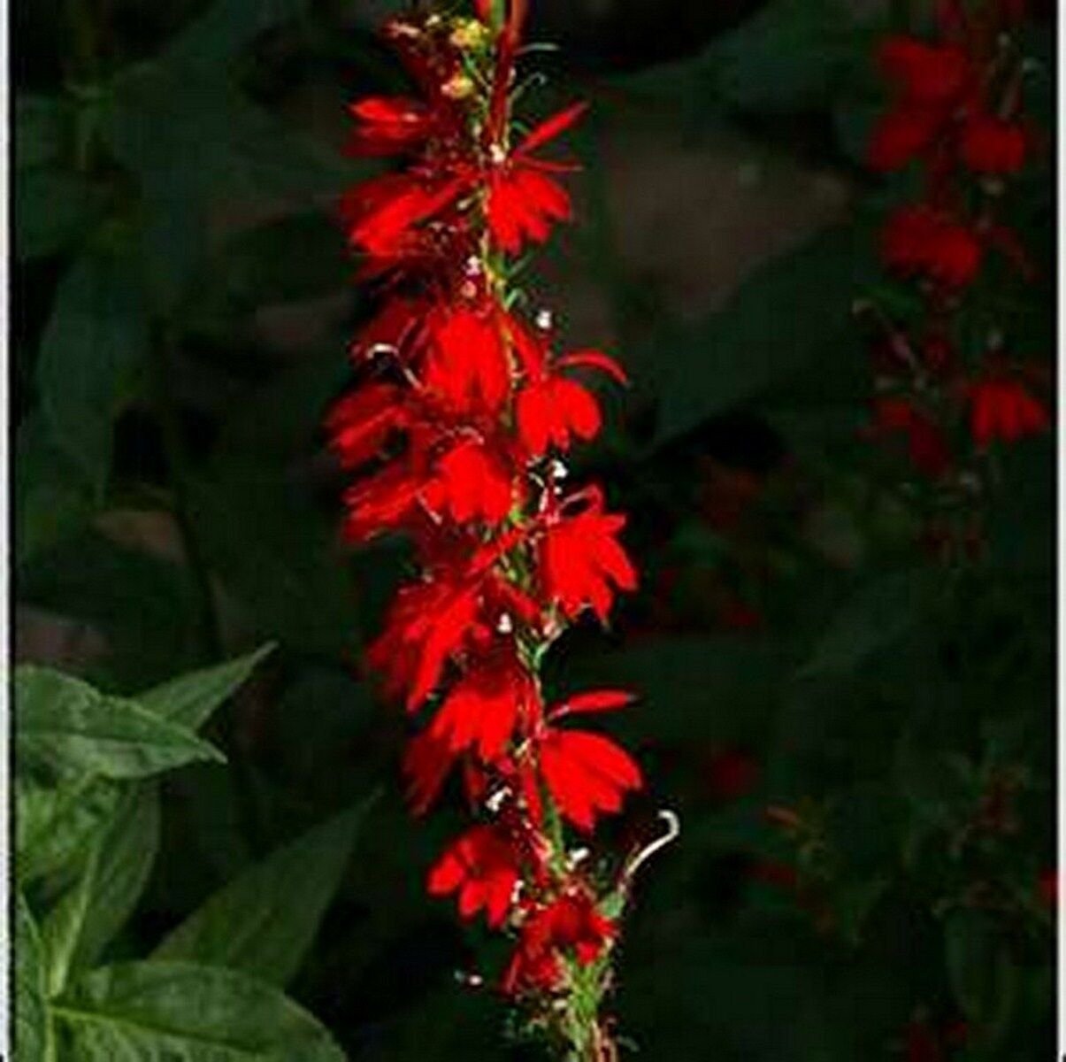 50 Seeds Cardinal Flower