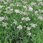 200 Seeds Caraway- Herb