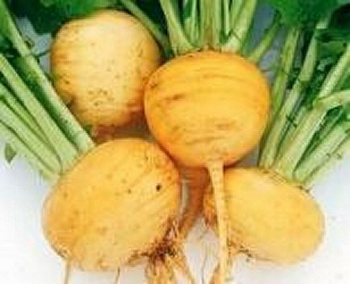 100 Seeds Turnip- Amber Globe