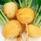 100 Seeds Turnip- Amber Globe
