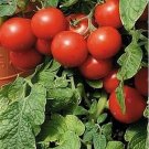50 Seeds Tomato- Large Cherry Red