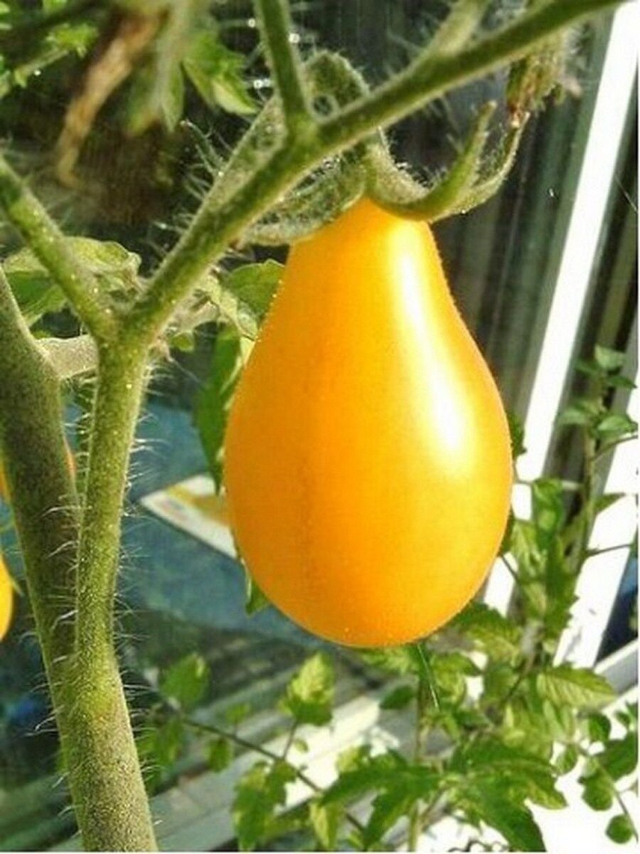 50 Seeds Tomato- Yellow Pear