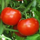 50 Seeds Tomato- Rutgers